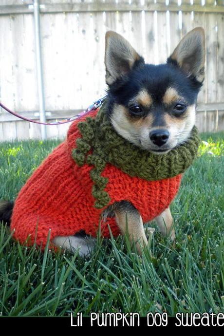 Lil Pumpkin Dog Sweater Knitting Pattern